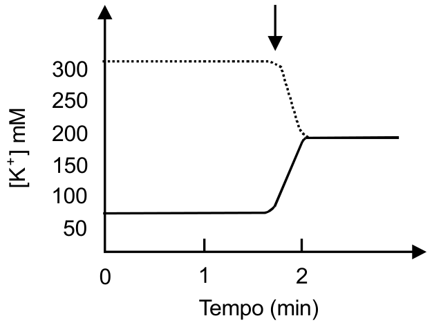 Gráfico da concentração de potássio [K+] em mM em função do tempo em minutos. A linha pontilhada (concentração intracelular) começa em 310 mM e a linha cheia (concentração extracelular) em 70 mM. Uma seta aponta para o instante t ≈ 1,7 min, a partir do qual a concentração intracelular diminui e a extracelular aumenta até ambas se estabilizarem em 200 mM a partir de 2 min.
