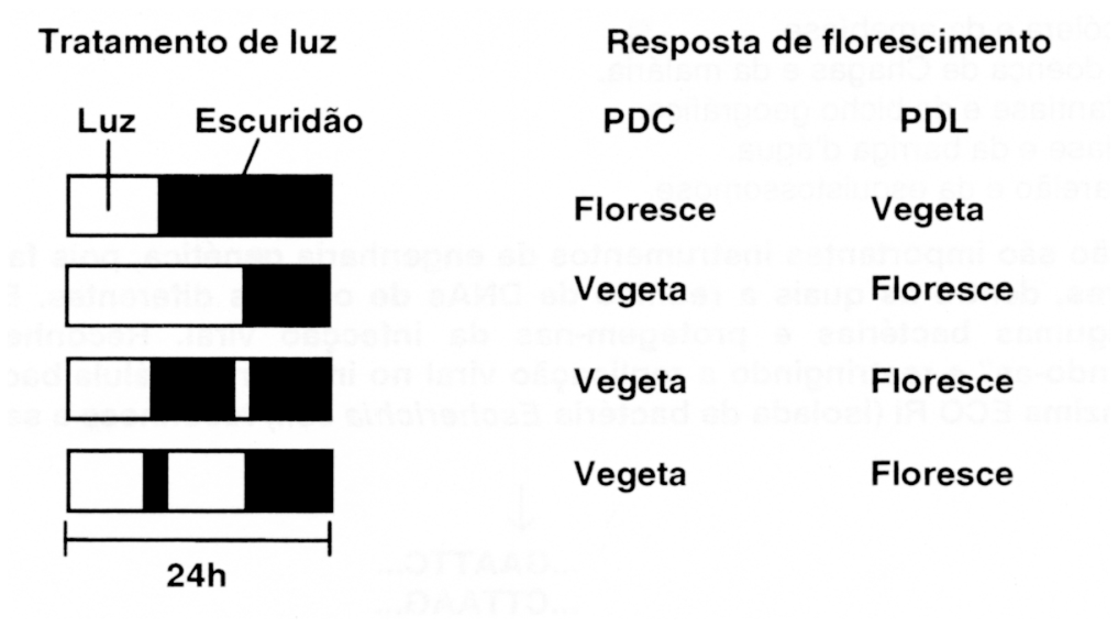 Esquema mostrando tratamentos de 24 horas com alternância de luz (branco) e escuridão (preto) e a respectiva resposta de florescimento para PDC e PDL: no 1º tratamento (fotoperíodo curto e noite longa contínua), a PDC floresce e a PDL vegeta; no 2º tratamento (fotoperíodo longo e noite curta contínua), a PDC vegeta e a PDL floresce; no 3º tratamento (fotoperíodo curto e noite longa interrompida por um breve pulso de luz), a PDC vegeta e a PDL floresce; no 4º tratamento (fotoperíodo com interrupção de escuridão e noite longa), a PDC vegeta e a PDL floresce.
