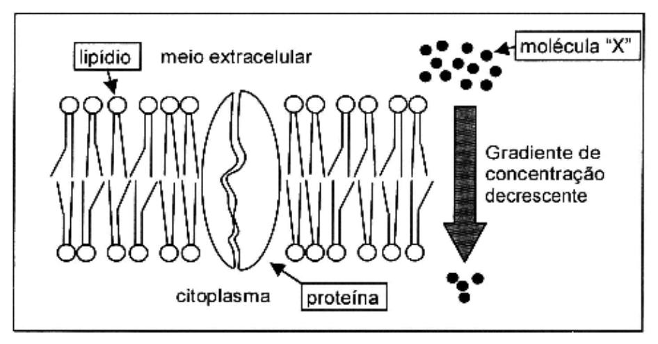 Esquema da membrana plasmática mostrando a bicamada de lipídios e uma proteína transmembrana entre o meio extracelular e o citoplasma. À direita, pontos pretos representam a molécula "X", concentradas em maior número no meio extracelular e em menor número no citoplasma, com uma seta vertical para baixo indicando o gradiente de concentração decrescente.