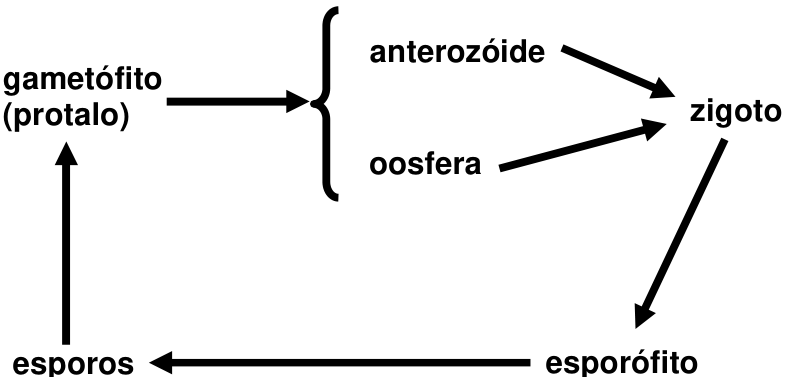 Esquema do ciclo reprodutivo de uma pteridófita: esporos → gametófito (protalo), que produz anterozóide e oosfera; ambos convergem por setas para o zigoto, que origina o esporófito; o esporófito produz esporos, fechando o ciclo.