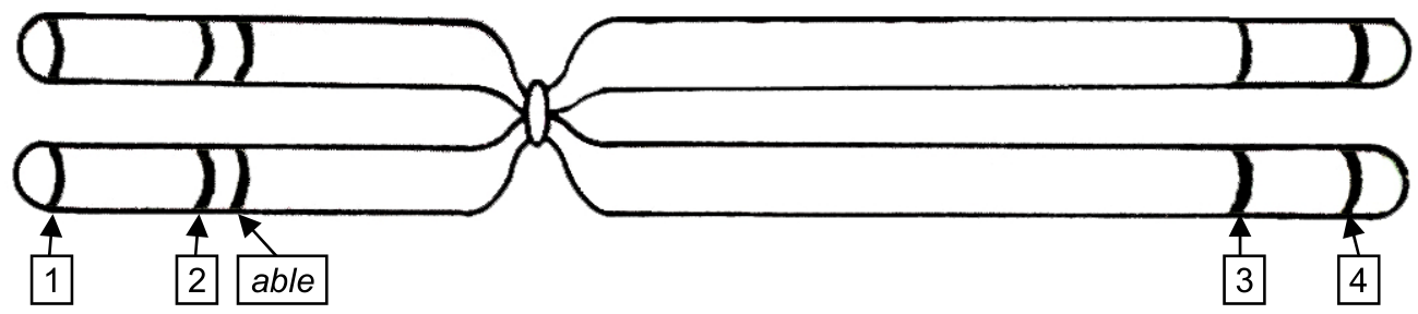 Esquema de um cromossomo com duas cromátides e centrômero entre um braço esquerdo mais curto e um braço direito mais longo. Cinco posições estão marcadas por faixas nas duas cromátides. Da esquerda para a direita, as posições são identificadas por setas com os rótulos 1, 2, able, 3 e 4. A posição able é a mais próxima do centrômero no braço esquerdo; as posições 3 e 4 estão próximas à extremidade do braço direito.