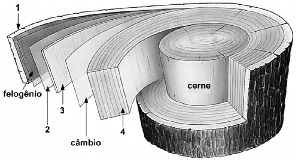 F1 Esquema das camadas de um tronco em corte transversal e longitudinal, destacando da periferia ao centro: camada 1 mais externa, camada do felogênio, camada 2, camada 3, camada do câmbio, camada 4 e o cerne na porção central.