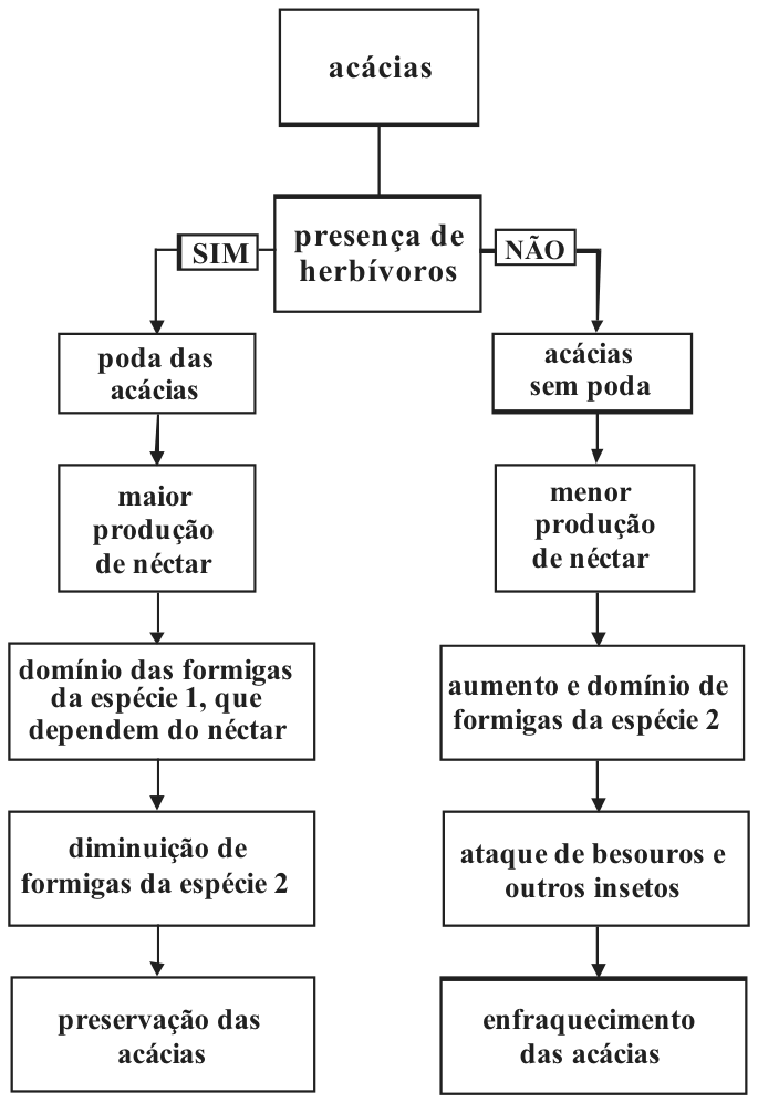 F1 Fluxograma comparando os efeitos da presença e da ausência de herbívoros sobre as acácias: com herbívoros (SIM), ocorre a poda das acácias, maior produção de néctar, domínio das formigas da espécie 1 (dependentes do néctar), diminuição de formigas da espécie 2 e preservação das acácias; sem herbívoros (NÃO), as acácias ficam sem poda, há menor produção de néctar, aumento e domínio de formigas da espécie 2, ataque de besouros e outros insetos e enfraquecimento das acácias.
