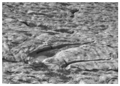 Fotografia de marcas alongadas de garras fossilizadas deixadas por dinossauro na superfície de arenito.