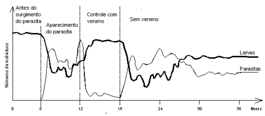 Gráfico com eixos 'Números de indivíduos' e tempo em 'Meses' (0 a 36), dividido nas fases: 'Antes do surgimento do parasita' (0 a 6 meses), 'Aparecimento do parasita' (6 a 12 meses), 'Controle com veneno' (12 a 18 meses) e 'Sem veneno' (18 a 36 meses), mostrando as oscilações populacionais das curvas de Larvas (linha mais grossa) e Parasitas (linha mais fina).