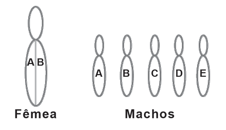 Esquema genético mostrando à esquerda o genótipo da fêmea (AB) representado em cromossomos pareados, e à direita os cinco machos, cada um com um cromossomo com alelos distintos: A, B, C, D e E.