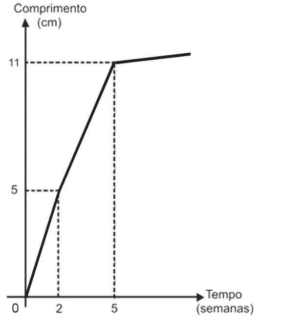Gráfico de linha que relaciona o comprimento da grama em centímetros no eixo vertical com o tempo em semanas no eixo horizontal, com segmentos de reta passando pelos pontos de coordenadas (0, 0), (2, 5) e (5, 11), seguido de um segmento com inclinação menor após a 5ª semana.
