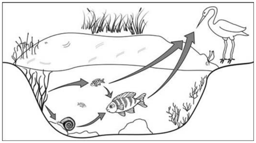 Esquema de cadeia alimentar em uma lagoa: plantas aquáticas submersas servem de alimento para pequenos peixes e para um caramujo; o caramujo e os pequenos peixes servem de alimento para um peixe maior; setas indicam que tanto os peixes pequenos quanto o peixe maior são predados por uma ave pernalta situada na margem da lagoa.