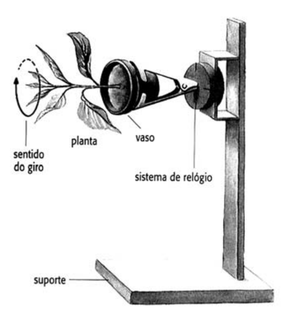 F1 Ilustração de um clinostato, aparelho composto por um suporte vertical conectado a um sistema de relógio que gira horizontalmente um vaso com uma planta. Uma seta circular tracejada na ponta dos ramos indica o sentido do giro da planta e do vaso na posição horizontal.