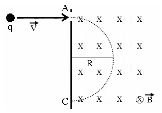 Partícula com carga q e vetor velocidade v perpendicular a uma região com campo magnético uniforme orientado para dentro do plano, indicada por vários símbolos "X" e no canto inferior pelo vetor B com círculo e cruz. A partícula entra no ponto A e descreve uma trajetória semicircular pontilhada de raio R até o ponto C.