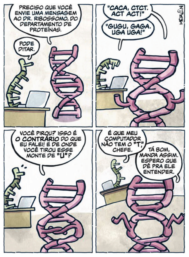 F1 Tirinha de quatro quadrinhos mostrando uma molécula de DNA como chefe conversando com uma fita simples de RNA em uma mesa com computador. No primeiro quadrinho, o DNA diz: "PRECISO QUE VOCÊ ENVIE UMA MENSAGEM AO DR. RIBOSSOMO, DO DEPARTAMENTO DE PROTEÍNAS." O RNA responde: "PODE DITAR." No segundo, o DNA dita: "'CACA, CTCT. ACT ACT!'" e o RNA transcreve: "'GUGU, GAGA. UGA UGA!'". No terceiro, o DNA reclama: "VOCÊ PIROU? ISSO É O CONTRÁRIO DO QUE EU FALEI! E DE ONDE VOCÊ TIROU ESSE MONTE DE 'U'?". No quarto, o RNA responde: "É QUE MEU COMPUTADOR NÃO TEM O 'T', CHEFE." e o DNA conclui: "TÁ BOM, MANDA ASSIM. ESPERO QUE DÊ PRA ELE ENTENDER."