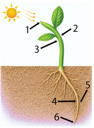 Ilustração de uma planta sob iluminação lateral proveniente do canto superior esquerdo (Sol). O caule curva-se em direção à luz e a raiz curva-se para baixo no solo. Seis setas numeradas apontam para regiões específicas: 1 indica o ápice caulinar voltado para o sol; 2 indica a face do caule oposta à incidência de luz (lado convexo); 3 indica a face do caule iluminada (lado côncavo); 4 indica a face superior da curvatura da raiz principal; 5 indica a face inferior da raiz principal; 6 indica a ponta do meristema apical radicular.