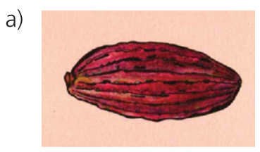 Ilustração de um fruto avermelhado e alongado, com ranhuras longitudinais escuras ao longo da casca.