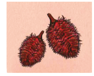 Ilustração botânica de dois frutos em formato de gota cobertos de cerdas e espinhos maleáveis vermelhos.