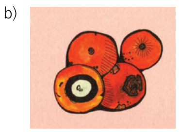 Ilustração de frutos arredondados alaranjados, sendo um deles cortado ao meio revelando polpa e semente circular.