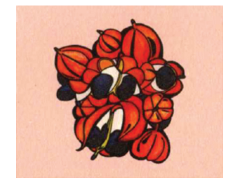 Ilustração de um cacho de frutos avermelhados parcialmente abertos, expondo interior branco e sementes pretas.