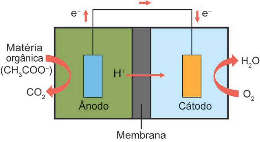 Esquema de uma célula a combustível microbiana (CCM) composta por duas câmaras separadas por uma membrana. À esquerda, a câmara anódica contém o ânodo, onde matéria orgânica (CH₃COO⁻) é convertida em CO₂, liberando elétrons (e⁻) que fluem por um fio condutor externo e íons H⁺ que atravessam a membrana. À direita, a câmara catódica contém o cátodo, onde O₂ e H⁺ reagem recebendo os elétrons para formar H₂O.