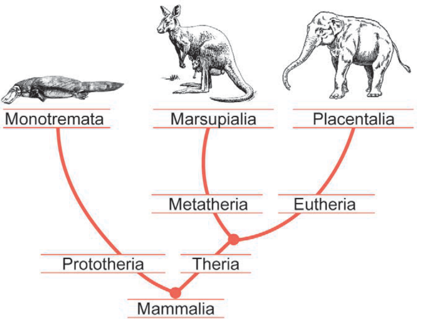 Cladograma da evolução dos mamíferos (Mammalia), que se ramifica inicialmente em Prototheria (representado por Monotremata, ilustrado por um ornitorrinco) e Theria. Theria ramifica-se em Metatheria (representado por Marsupialia, ilustrado por um canguru com filhote) e Eutheria (representado por Placentalia, ilustrado por um elefante).