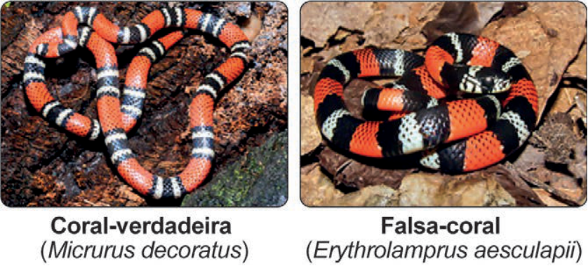 F1 Duas fotografias lado a lado: à esquerda, a Coral-verdadeira (Micrurus decoratus), com padrão de faixas transversais pretas, brancas e vermelhas; à direita, a Falsa-coral (Erythrolamprus aesculapii), enrolada, apresentando padrão similar de anéis pretos, brancos e vermelhos.