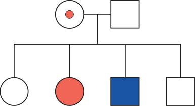 F1 Heredograma com casal parental (mulher heterozigota portadora e homem não daltônico) e quatro descendentes: mulher não daltônica, mulher daltônica, homem daltônico e homem não daltônico.