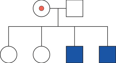 F4 Heredograma com casal parental (mulher heterozigota portadora e homem não daltônico) e quatro descendentes: duas mulheres não daltônicas e dois homens daltônicos.