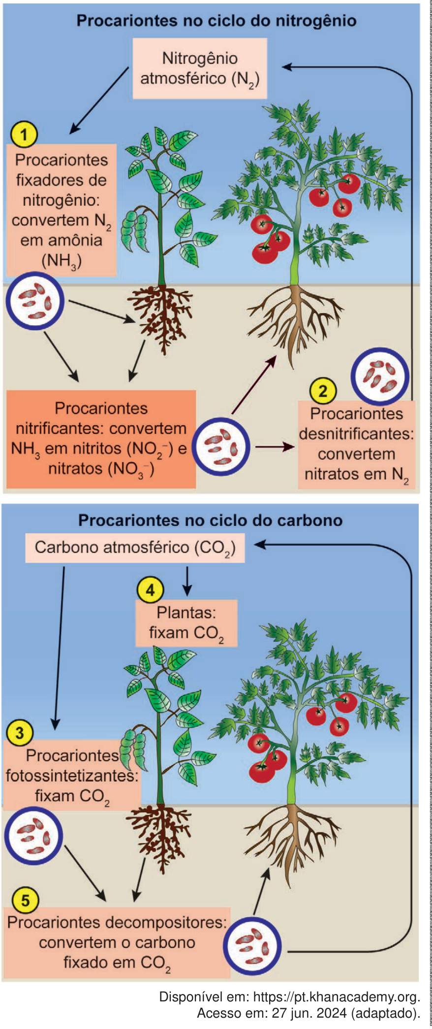 Esquema ilustrando dois ciclos biogeoquímicos. Na parte superior, 'Procariontes no ciclo do nitrogênio', com a etapa 1 (procariontes fixadores convertendo nitrogênio atmosférico em amônia), procariontes nitrificantes convertendo amônia em nitritos e nitratos, e a etapa 2 (procariontes desnitrificantes convertendo nitratos em nitrogênio atmosférico). Na parte inferior, 'Procariontes no ciclo do carbono', com a etapa 3 (procariontes fotossintetizantes fixando dióxido de carbono), a etapa 4 (plantas fixando dióxido de carbono) e a etapa 5 (procariontes decompositores convertendo o carbono fixado em dióxido de carbono).