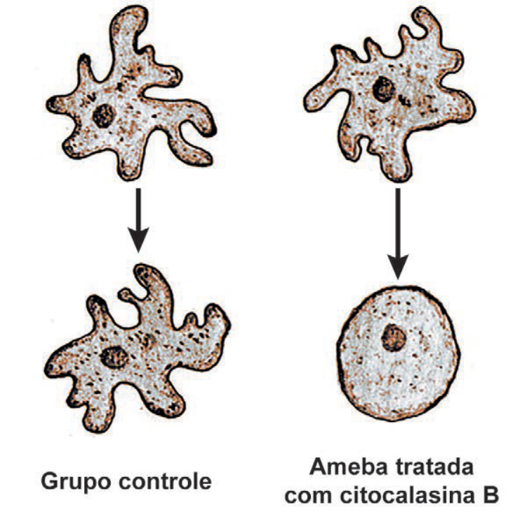 Esquema comparativo mostrando duas colunas: à esquerda, o "Grupo controle", em que uma ameba com pseudópodes mantém seu formato irregular ao longo do tempo (apontado por uma seta vertical); à direita, "Ameba tratada com citocalasina B", em que a ameba originalmente irregular com pseudópodes perde suas projeções e adquire formato esférico após a ação da droga.