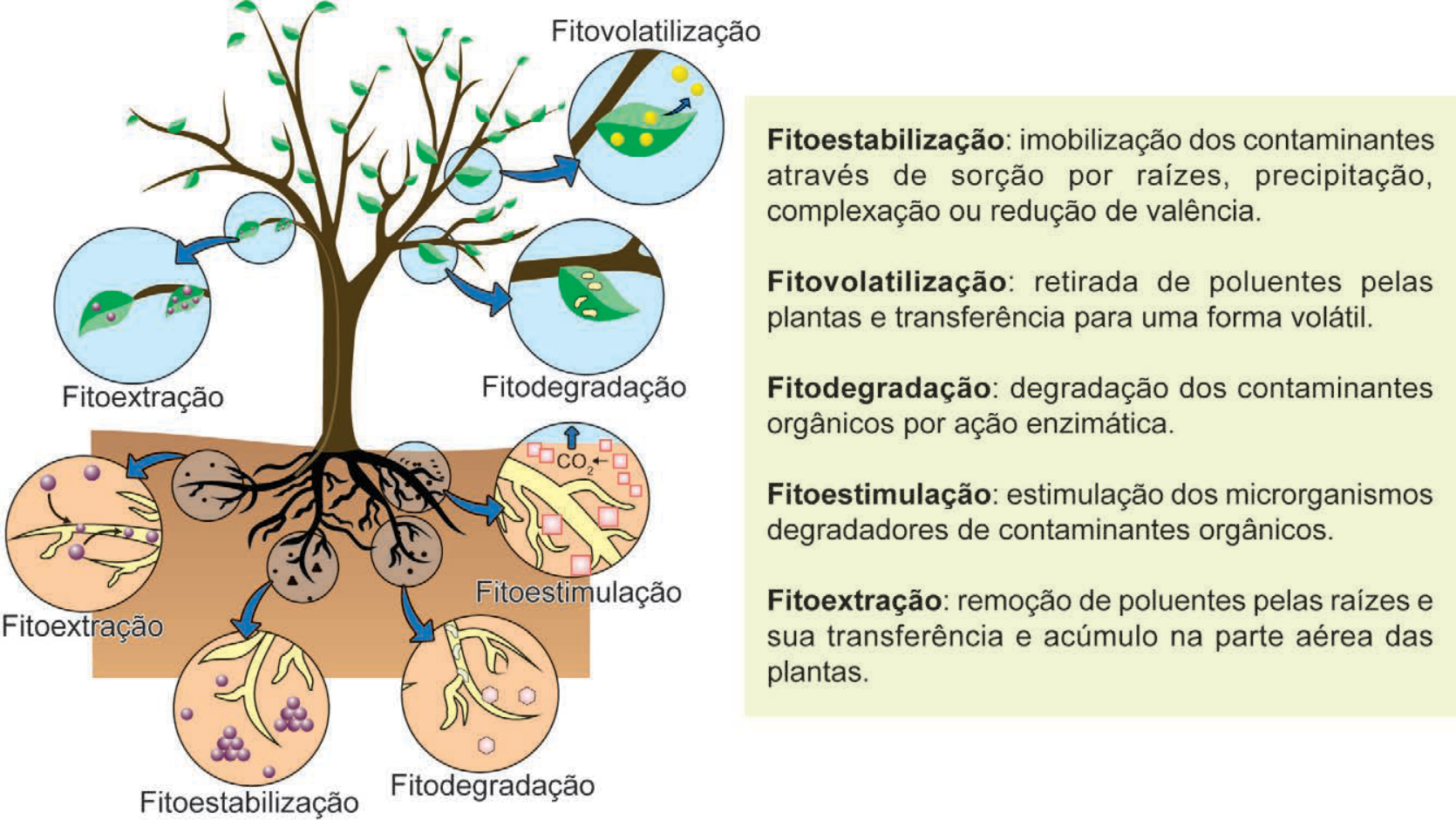 Esquema ilustrando os processos de fitorremediação em uma planta: fitoestabilização, fitovolatilização, fitodegradação, fitoestimulação e fitoextração, acompanhados de suas definições textuais em um quadro à direita.