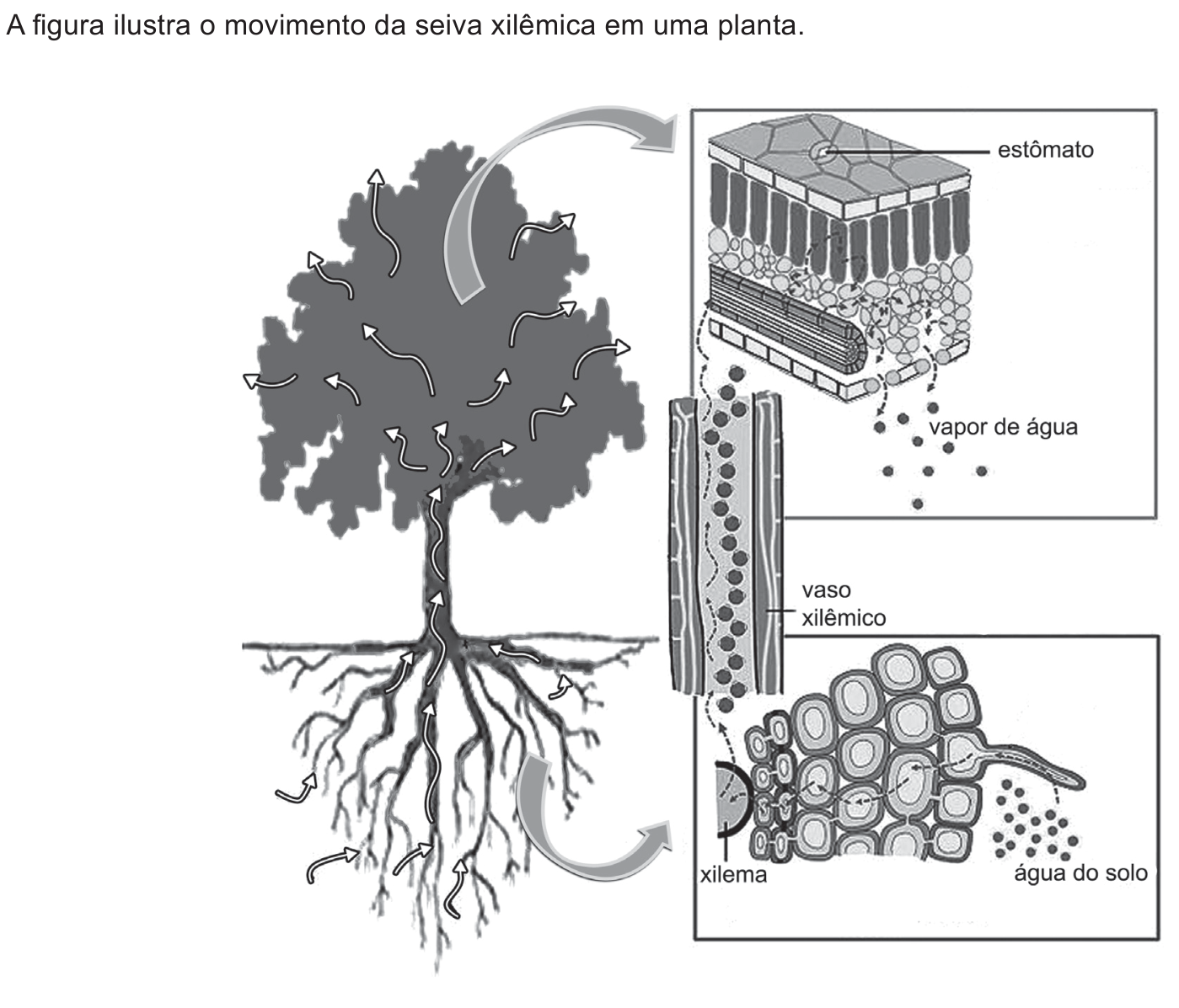 Esquema ilustrando o movimento da seiva xilêmica em uma planta com a frase "A figura ilustra o movimento da seiva xilêmica em uma planta." no topo. À esquerda, uma árvore com setas ascendentes indicando o fluxo de água desde as raízes até a copa. À direita, ampliações mostram detalhadamente a absorção da água do solo até o xilema na raiz, o vaso xilêmico com a corrente contínua e o corte foliar evidenciando o estômato e a perda de vapor de água.