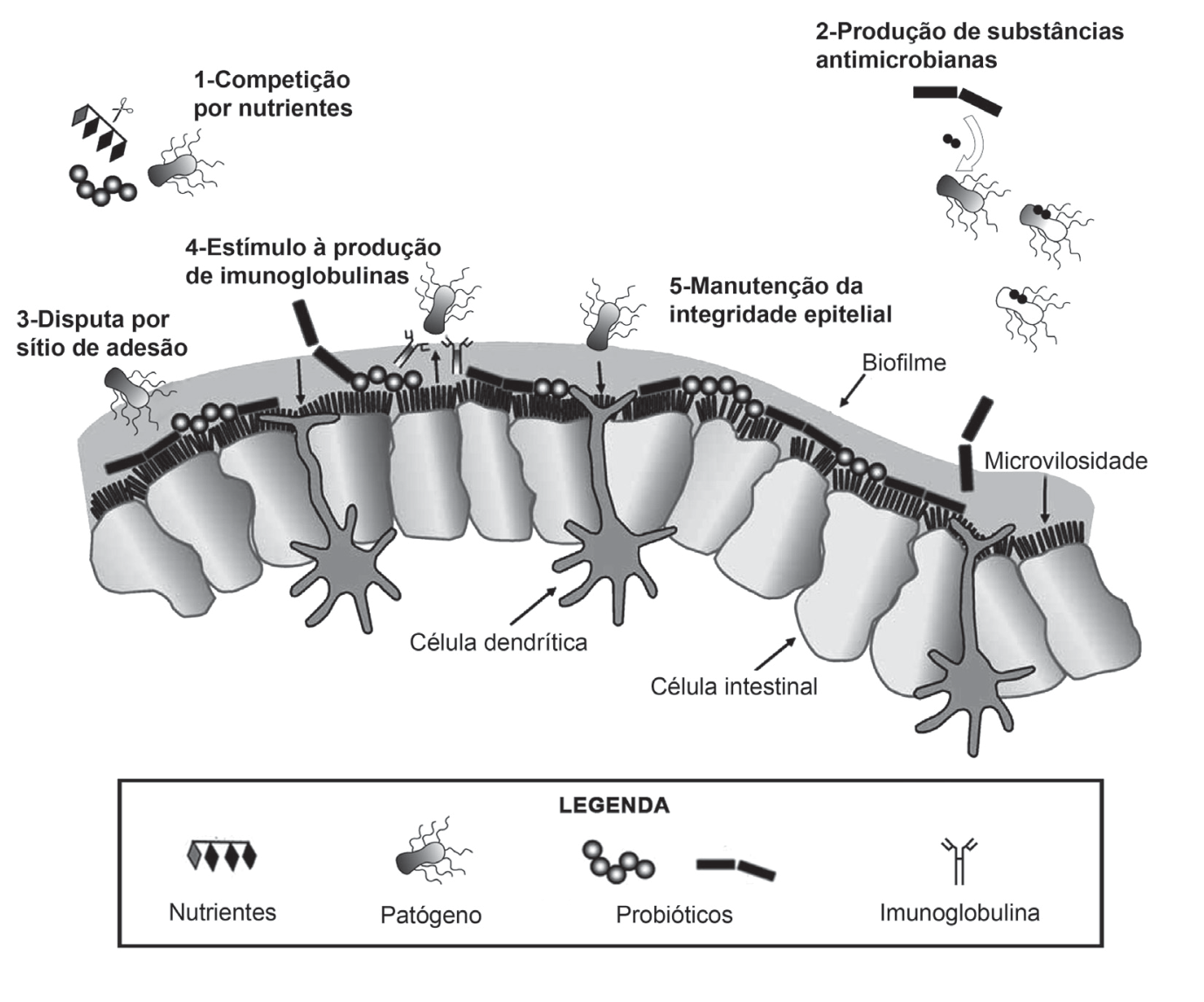 Esquema ilustrando os cinco mecanismos de exclusão de patógenos no epitélio intestinal: 1-Competição por nutrientes; 2-Produção de substâncias antimicrobianas; 3-Disputa por sítio de adesão; 4-Estímulo à produção de imunoglobulinas; e 5-Manutenção da integridade epitelial. A ilustração detalha as células intestinais, células dendríticas, microvilosidades e biofilme, com uma legenda indicando os símbolos para nutrientes, patógenos, probióticos e imunoglobulinas.