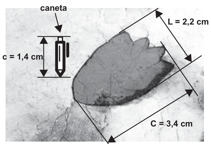 Fotografia com esquema indicando o comprimento da caneta c = 1,4 cm, e a largura L = 2,2 cm e comprimento C = 3,4 cm de uma pegada.