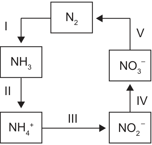 Esquema do ciclo do nitrogênio com cinco etapas indicadas por setas: I, de N₂ para NH₃; II, de NH₃ para NH₄⁺; III, de NH₄⁺ para NO₂⁻; IV, de NO₂⁻ para NO₃⁻; V, de NO₃⁻ para N₂.
