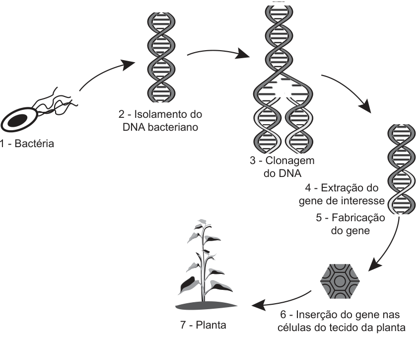 Esquema com setas mostrando as etapas: 1 - Bactéria; 2 - Isolamento do DNA bacteriano; 3 - Clonagem do DNA; 4 - Extração do gene de interesse; 5 - Fabricação do gene; 6 - Inserção do gene nas células do tecido da planta; 7 - Planta.