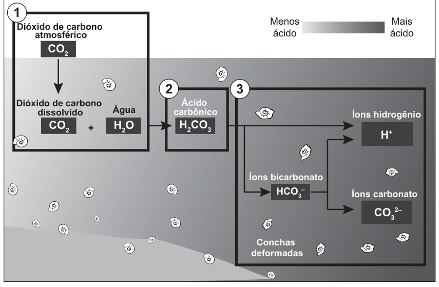 Esquema das reações de acidificação da água do mar pela absorção de dióxido de carbono, em três etapas numeradas (1, 2 e 3): dissolução de CO₂ atmosférico em água, formação de ácido carbônico H₂CO₃ e sua dissociação em íons hidrogênio H⁺, íons bicarbonato HCO₃⁻ e íons carbonato CO₃²⁻, tornando o meio mais ácido e resultando em conchas deformadas.