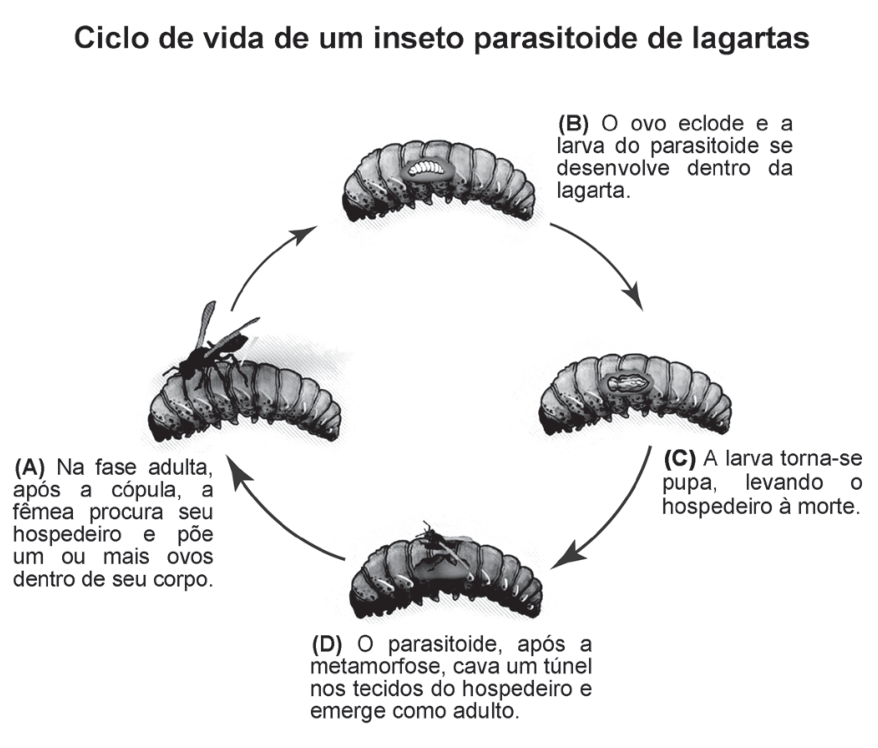 F1 Esquema ilustrando o ciclo de vida de um inseto parasitoide de lagartas em quatro etapas conectadas por setas circulares: (A) Na fase adulta, após a cópula, a fêmea procura seu hospedeiro e põe um ou mais ovos dentro de seu corpo; (B) O ovo eclode e a larva do parasitoide se desenvolve dentro da lagarta; (C) A larva torna-se pupa, levando o hospedeiro à morte; (D) O parasitoide, após a metamorfose, cava um túnel nos tecidos do hospedeiro e emerge como adulto.