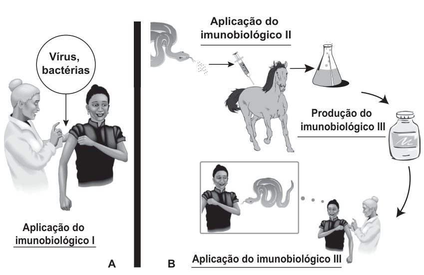 Esquema dividido em duas partes, A e B. Na parte A, intitulada "Aplicação do imunobiológico I", uma profissional de saúde injeta no braço de uma mulher uma substância identificada em um balão com os termos "Vírus, bactérias". Na parte B, o veneno extraído de uma serpente é injetado através de uma seringa em um cavalo sob a indicação "Aplicação do imunobiológico II"; o sangue do animal é processado em frascos de laboratório, resultando no frasco com a legenda "Produção do imunobiológico III"; esse imunobiológico III é então aplicado por uma enfermeira em uma pessoa picada por serpente sob a legenda "Aplicação do imunobiológico III".