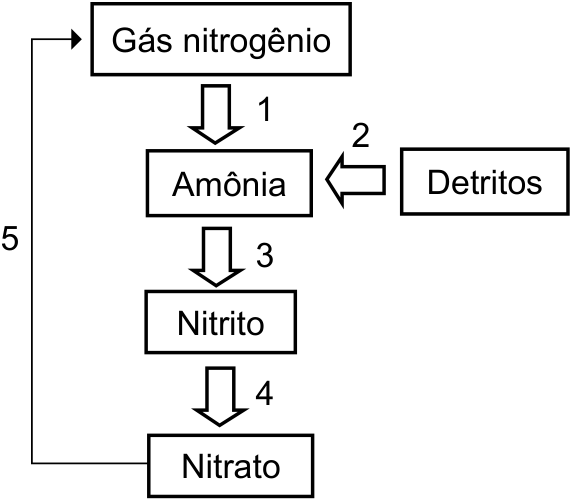 Diagrama do ciclo do nitrogênio: gás nitrogênio → amônia (etapa 1); detritos → amônia (etapa 2); amônia → nitrito (etapa 3); nitrito → nitrato (etapa 4); nitrato → gás nitrogênio (etapa 5).