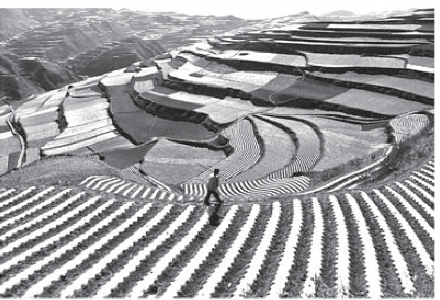 Fotografia em preto e branco de plantações em terraços em encosta de relevo montanhoso, onde se observa uma pessoa caminhando em um dos níveis do terreno cultivado.