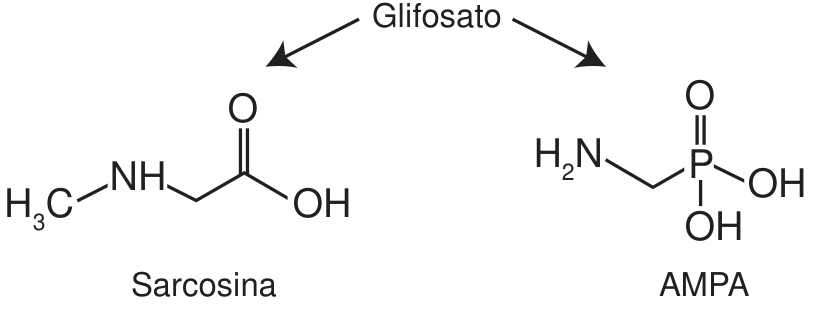 Esquema com setas partindo de “Glifosato” para os produtos de degradação sarcosina, de estrutura CH₃–NH–CH₂–COOH, e AMPA, de estrutura H₂N–CH₂–P(=O)(OH)₂.