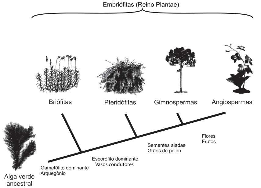 Cladograma da evolução das plantas a partir de uma alga verde ancestral, agrupando briófitas, pteridófitas, gimnospermas e angiospermas como embriófitas (Reino Plantae), indicando o surgimento de estruturas adaptativas em cada ramo: gametófito dominante e arquegônio; esporófito dominante e vasos condutores; sementes aladas e grãos de pólen; flores e frutos.