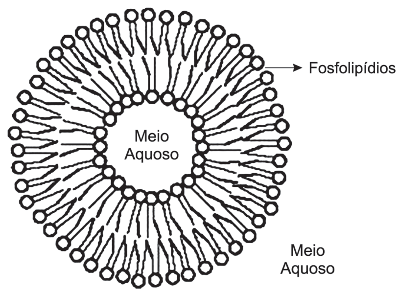 Esquema da seção transversal de um lipossomo composto por uma bicamada de fosfolipídios. As cabeças hidrofílicas estão voltadas para o meio aquoso, tanto no interior quanto no exterior da estrutura, e as caudas hidrofóbicas interagem entre si no interior da bicamada.