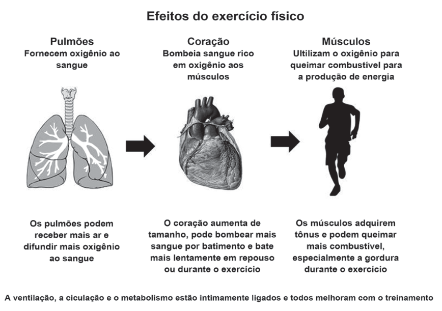 Infográfico intitulado "Efeitos do exercício físico" ilustrando a relação entre três etapas interligadas por setas: Pulmões (fornecem oxigênio ao sangue; podem receber mais ar e difundir mais oxigênio ao sangue), Coração (bombeia sangue rico em oxigênio aos músculos; aumenta de tamanho, bombeia mais sangue por batimento e bate mais lentamente em repouso ou durante o exercício) e Músculos, representados pela silhueta de um corredor (utilizam o oxigênio para queimar combustível para a produção de energia; adquirem tônus e podem queimar mais combustível, especialmente a gordura durante o exercício). Na base, lê-se: "A ventilação, a ciculação e o metabolismo estão intimamente ligados e todos melhoram com o treinamento".