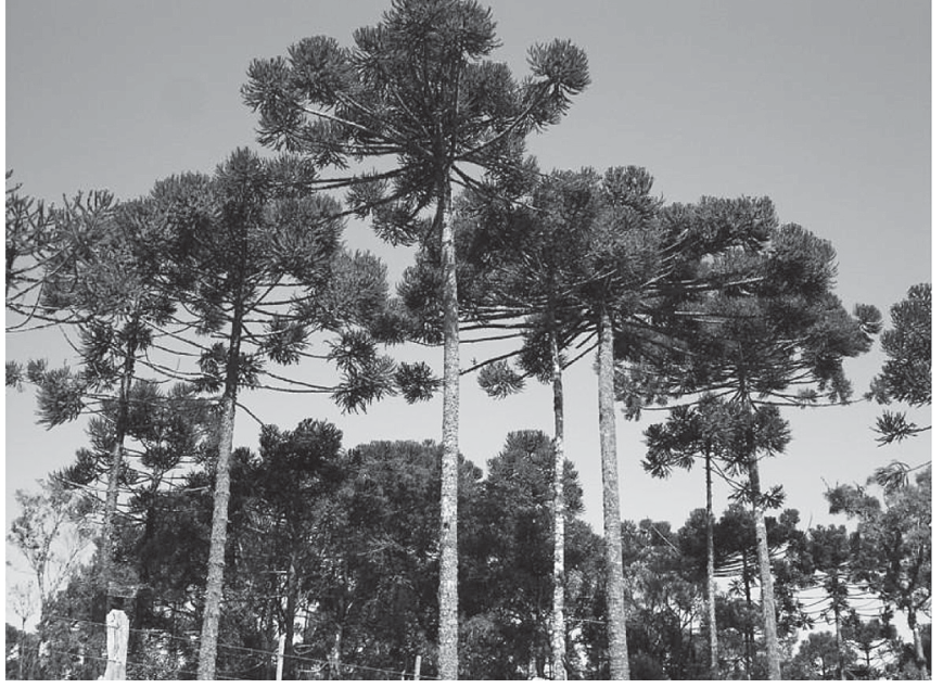 Fotografia em preto e branco de um grupo de araucárias altas com troncos retos e copas características em formato de taça, contra um céu claro.