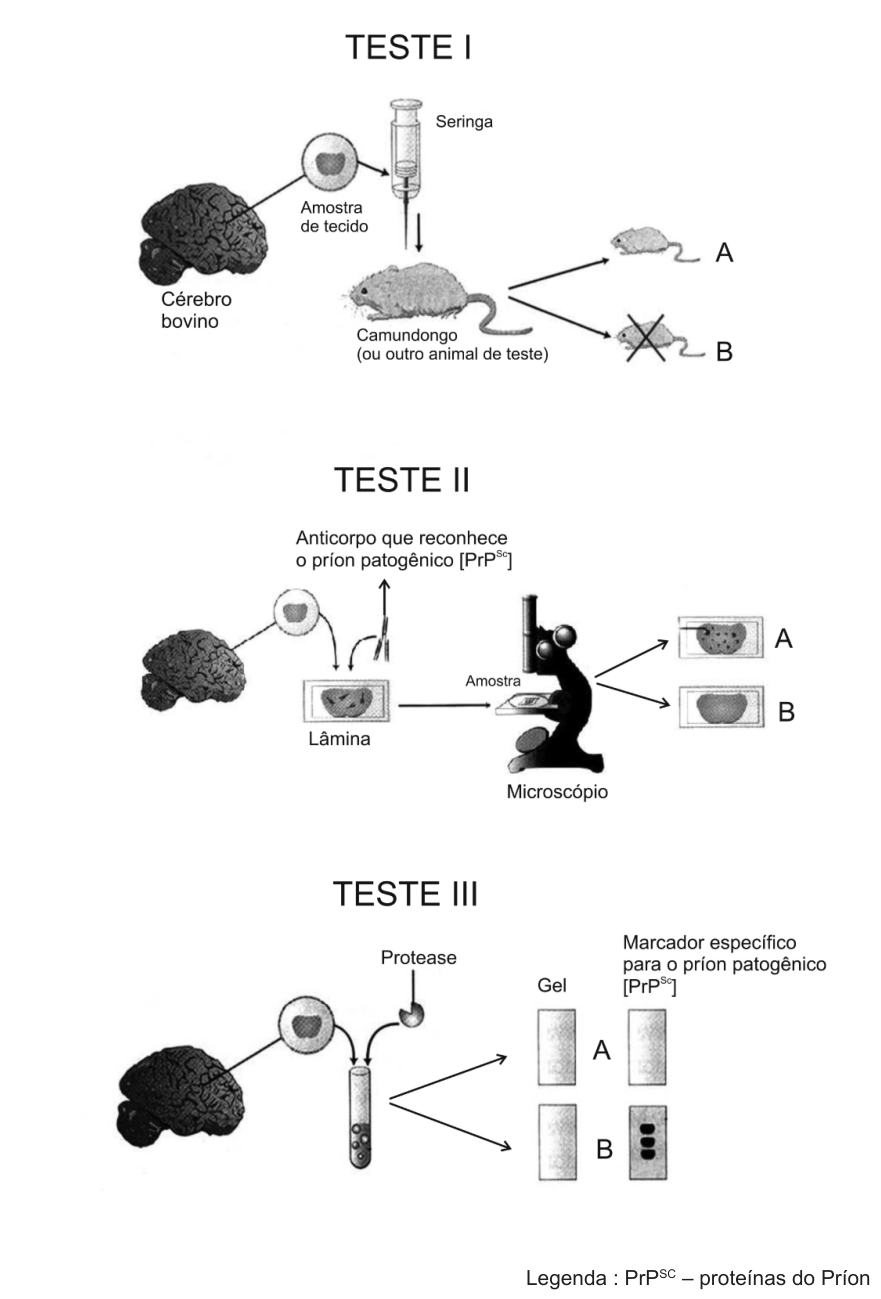F1 Esquema de três testes para detecção de príons patogênicos em amostras de cérebro bovino: no Teste I, a amostra é injetada em camundongo, gerando o desfecho A (camundongo vivo) ou B (camundongo com um X, morto); no Teste II, a amostra recebe anticorpo específico contra príon patogênico, gerando no microscópio a lâmina A (com marcações escuras) ou a lâmina B (sem marcações); no Teste III, a amostra é tratada com protease e marcador em gel de eletroforese, gerando o gel A (sem bandas) ou o gel B (com bandas marcadas).