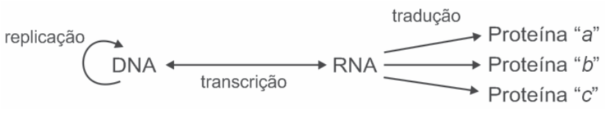 F1 Esquema do fluxo de informação genética: DNA com seta circular rotulada como "replicação"; seta dupla entre DNA e RNA rotulada como "transcrição"; e três setas partindo de RNA sob a legenda "tradução" apontando para Proteína "a", Proteína "b" e Proteína "c".