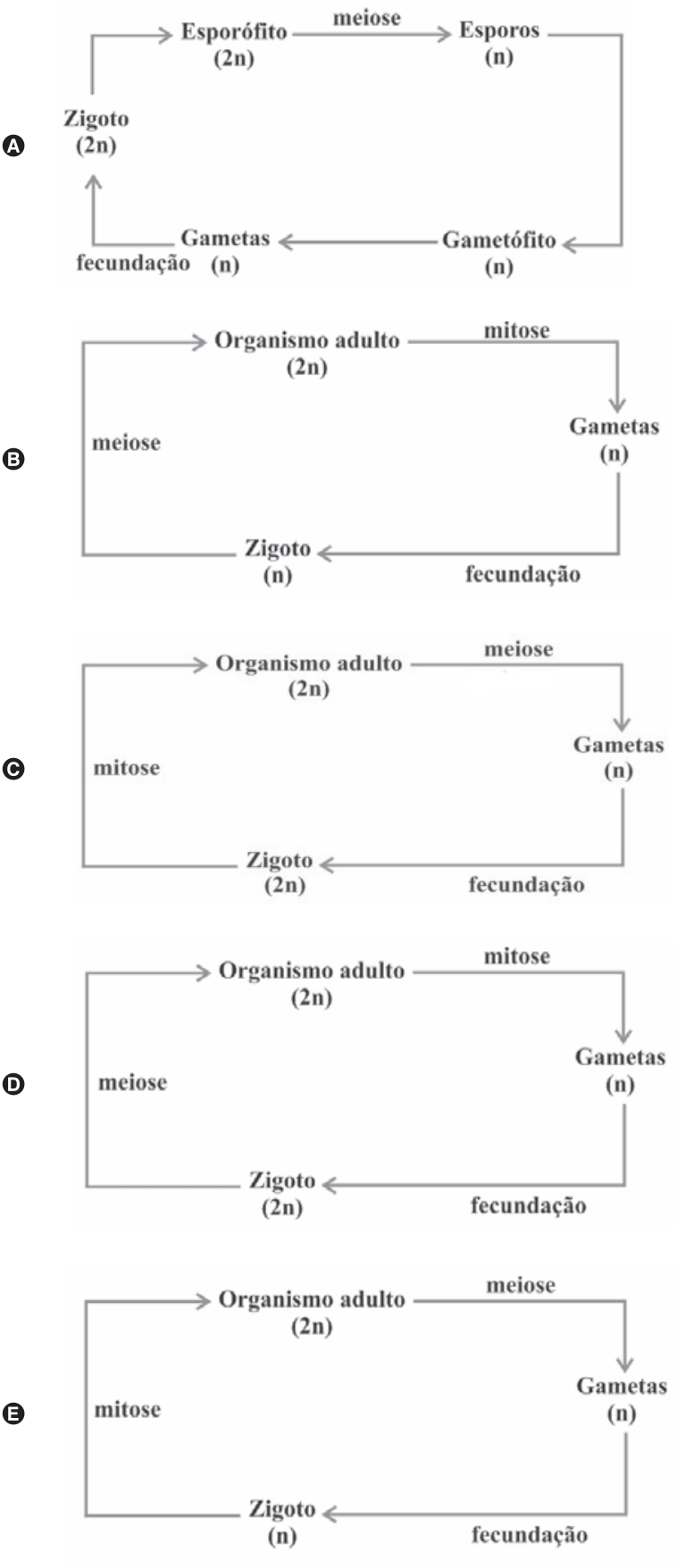 Cinco esquemas de ciclos de vida associados às alternativas de A a E. Em A: Esporófito (2n) realiza meiose originando Esporos (n), que se desenvolvem em Gametófito (n), que produz Gametas (n); a fecundação forma Zigoto (2n), que origina o Esporófito (2n). Em B: Organismo adulto (2n) realiza mitose originando Gametas (n); a fecundação forma Zigoto (n), que por meiose origina o Organismo adulto (2n). Em C: Organismo adulto (2n) realiza meiose originando Gametas (n); a fecundação forma Zigoto (2n), que por mitose origina o Organismo adulto (2n). Em D: Organismo adulto (2n) realiza mitose originando Gametas (n); a fecundação forma Zigoto (2n), que por meiose origina o Organismo adulto (2n). Em E: Organismo adulto (2n) realiza meiose originando Gametas (n); a fecundação forma Zigoto (n), que por mitose origina o Organismo adulto (2n).