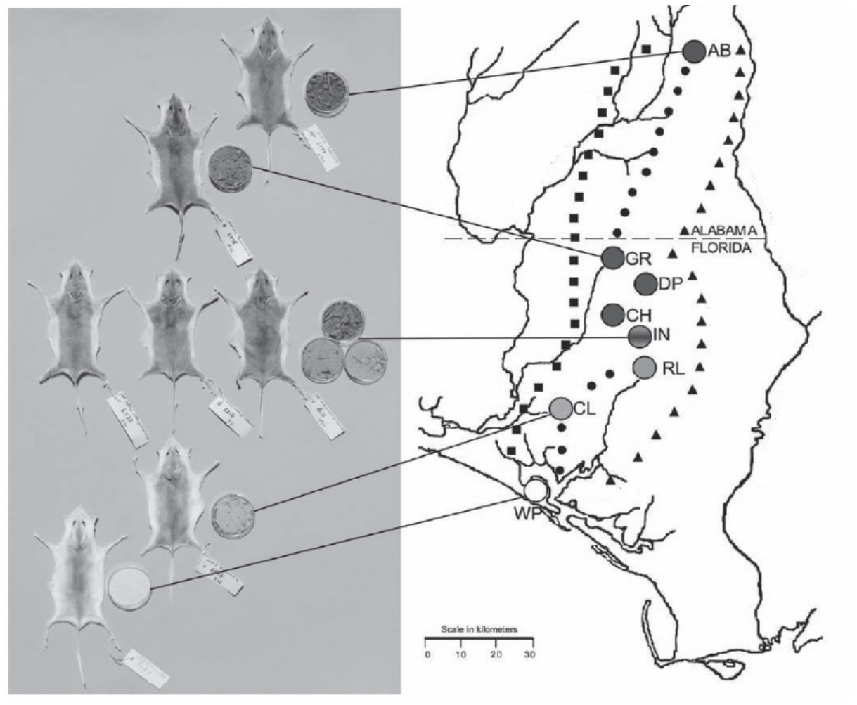 Mapa da divisa entre Alabama e Flórida indicando sete populações de roedores de sul a norte (WP, CL, RL, IN, CH, DP, GR, AB), ligadas por linhas a amostras de solo e pelagens empalhadas de Peromyscus polionotus, exibindo variação gradual de cor clara a escura.