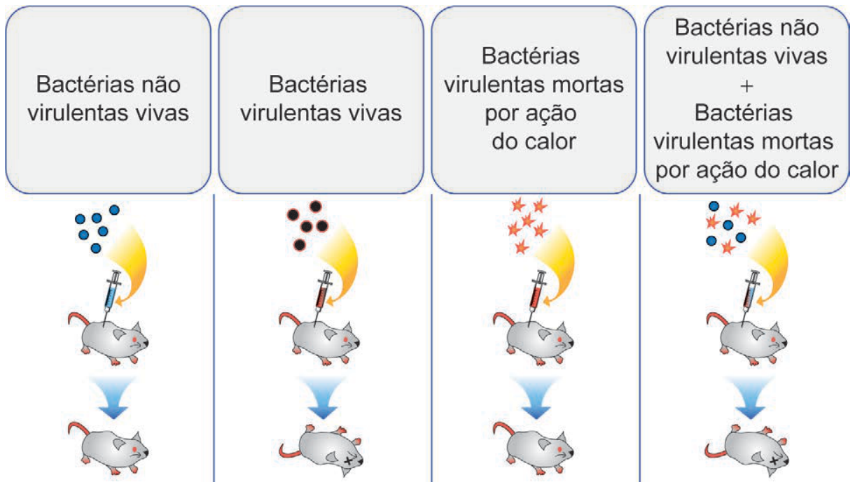 Esquema em quatro colunas ilustrando as etapas do experimento de Griffith com camundongos e pneumococos. Na primeira coluna, intitulada "Bactérias não virulentas vivas", a injeção no camundongo resulta em sua sobrevivência. Na segunda coluna, "Bactérias virulentas vivas", a injeção leva à morte do camundongo. Na terceira coluna, "Bactérias virulentas mortas por ação do calor", a injeção resulta na sobrevivência do camundongo. Na quarta coluna, "Bactérias não virulentas vivas + Bactérias virulentas mortas por ação do calor", a injeção da mistura resulta na morte do camundongo.