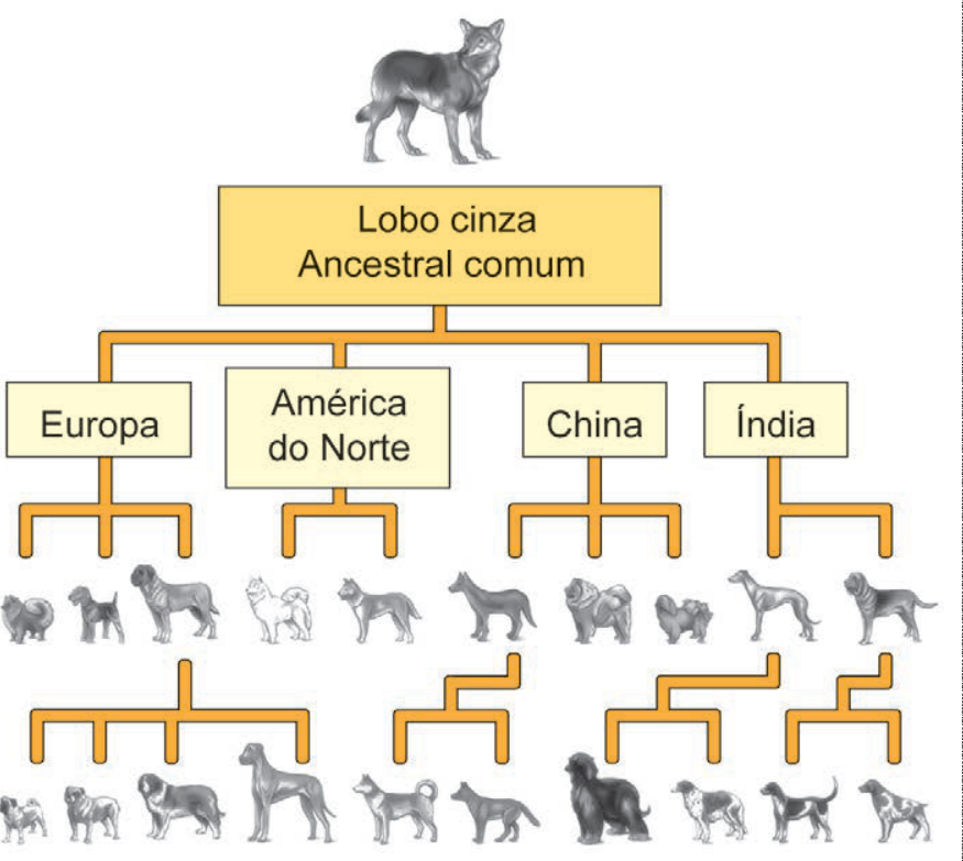 Diagrama esquemático mostrando a árvore evolutiva de raças de cães a partir do Lobo cinza (Ancestral comum), dividindo-se nas regiões geográficas Europa, América do Norte, China e Índia, as quais se ramificam sucessivamente em diversas raças caninas de portes e características físicas variadas.
