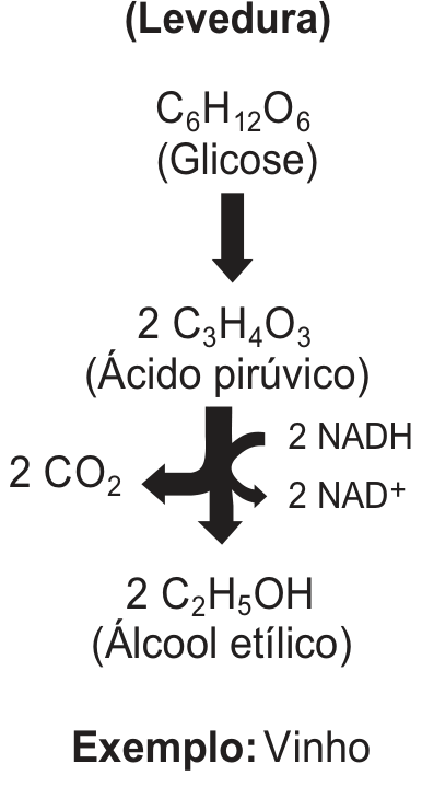 Esquema da fermentação alcoólica por levedura: glicose (C₆H₁₂O₆) transforma-se em 2 moléculas de ácido pirúvico (C₃H₄O₃), que dão origem a 2 moléculas de álcool etílico (C₂H₅OH). Nessa etapa, há liberação de 2 CO₂ e conversão de 2 NADH em 2 NAD⁺. Exemplo: vinho.